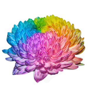 Peony-Mum Rainbow