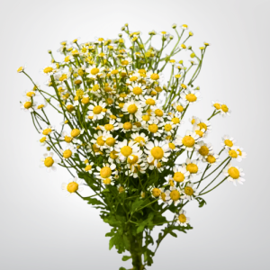 Chamomile