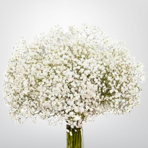 Baby Breath