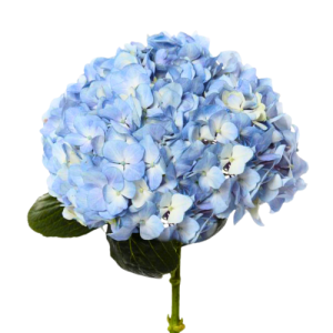 Hydrangea Blue