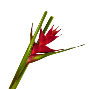 Heliconia Red