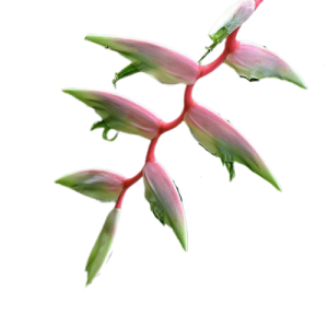 Heliconia Sexy Pink