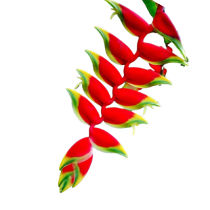 Heliconia Red