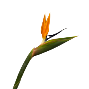 Bird of Paradise