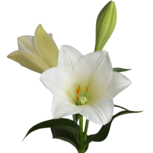 Lily - Longiflorum