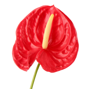Anthurium Red