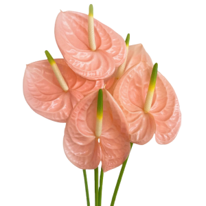 Anthurium Pink