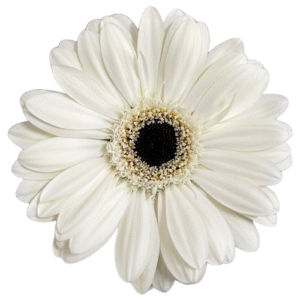 Gerbera- White