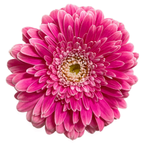 Gerbera- Power Ball