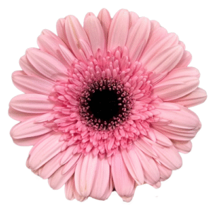 Gerbera- Cameron Pink