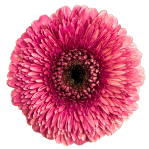 Gerbera- May Ball
