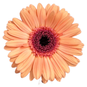 Gerbera- Alma