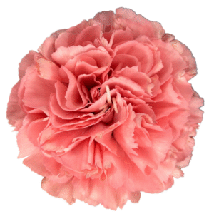 Carnation- Dark Pink