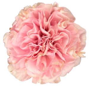 Carnation- Light Pink