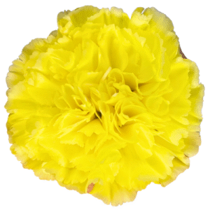 Carnation- Yellow