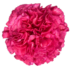 Carnation- Cherry Pink