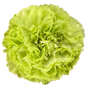 Carnation- Green