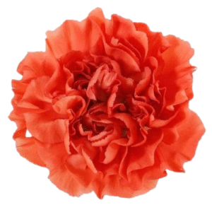 Carnation- Orange