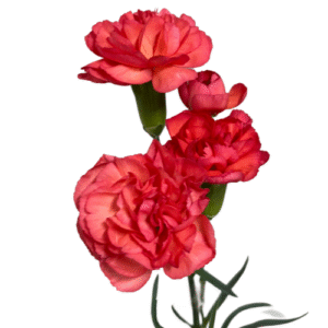 Carnation - Orange