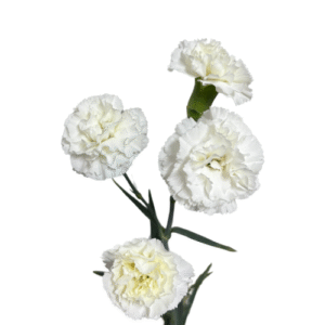 Carnation - White