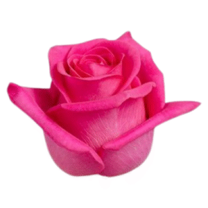 Roses - Dark Cherry Pink